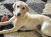 8 month old Labrador female