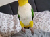 Yellow thighed caique