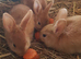 Netherland dwarf cross mini rex rabbits