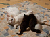 one gorgeous part Ragdoll kitten