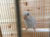 Parrotlet hen for sale