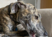 10 month old brindle Lurcher bitch
