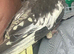 Baby cockatiel (hand reared)