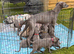 Whippet puppy’s