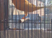 Yorkshire canary for new home