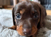 Miniature dachshund