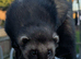 EU X black ferret