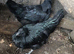 Ayam cemani chickens for sale