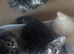 Cute n cuddly kittens for sale