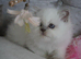 Beautiful Long Haired Kitten