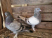 Turkish takla ( tumbler ) pigeons. £100 per pair.