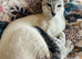 Siamese kitten