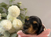 KC Registered Miniature Dachshund Puppies