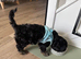Gorgeous tiny toy cockapoo girl puppy