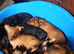 Jackhound Puppies