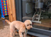 Male apricot mini poodle