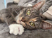 Rehoming Lola