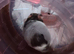 Baby hamsters