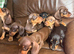 Dashound puppies