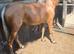 Welsh sec b mare