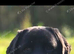 Beautiful 10 month Female Lab
