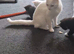 Beautiful kittens raised with children