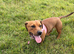 Minature Dachshund cross Staffie