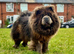 Exotic rare colour bear face chow chow puppies