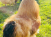 HATCHING EGGS, RIR,FCM, CLB, Light Sussex, Silkies, Collect Anglesey