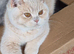cream british shorthair