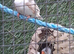 4 x zebra finches