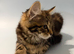 Lovely kittens are looking for a new home.