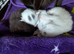 Kittens need new homes