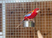 Rosella parrot