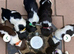 READY NOW!! 1 Dogs Left KC reg Heavily coloured ESS