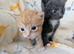Pretty kittens > British Blue x Calico half Bengal from £100