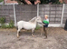 Shetland gelding