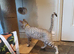 Beautiful TICA Registered Bengal Kittens.