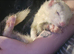 Ferrets