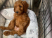 Cockapoo puppy boy