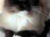 Ragdoll kittens for sale