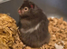Long Haired Male Syrian Hamster available now