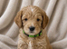 Champagne Cockapoo