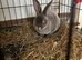 Mini Rex buck 27 week old - Roger