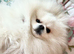Champion Line, &pound;325 Health Tested Pomeranian White KC STUD!