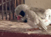 Zebra baby finch