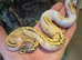CB26 Female/male  Fire Pastel Pied baby Royal Pythons