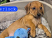 Cuties ready now Dacshund x babies