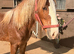 Stunning chestnut cob
