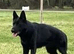 German Shepherd all black male
